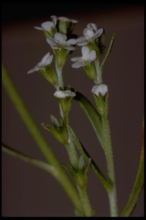 Stalked popcornflower