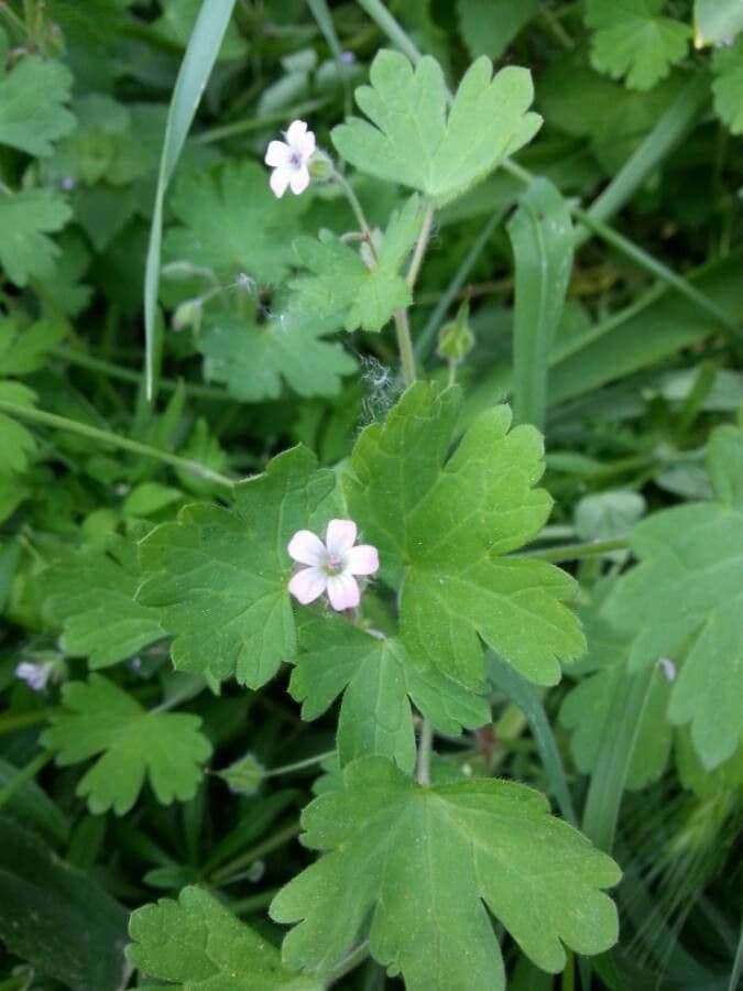 Géranium à feuilles rondes 9