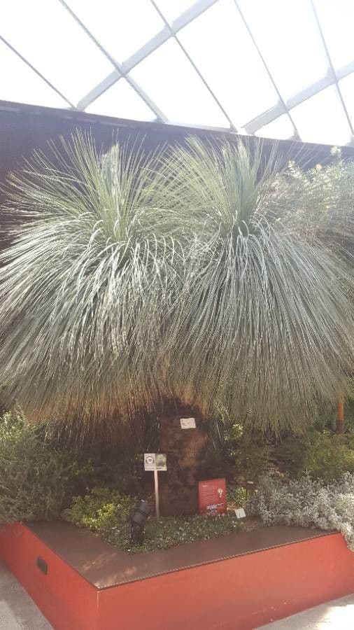 Xanthorrhoea glauca 15
