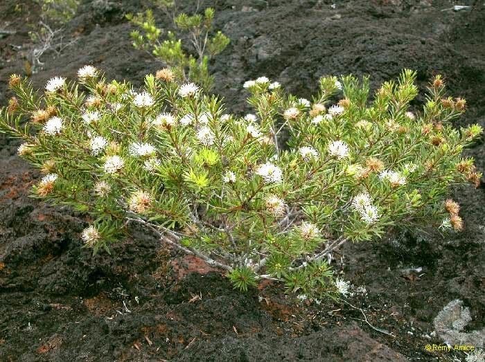 Teebaum 8