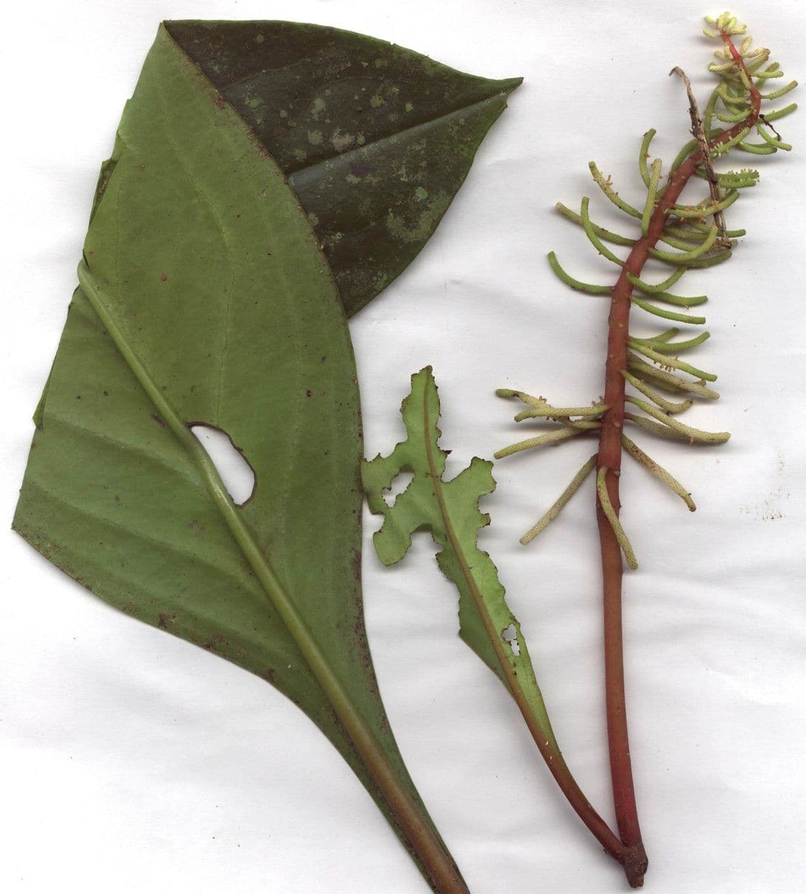 Peperomia 16