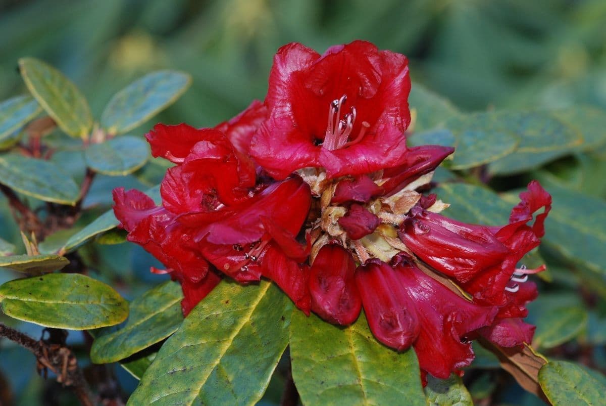 Rododendro