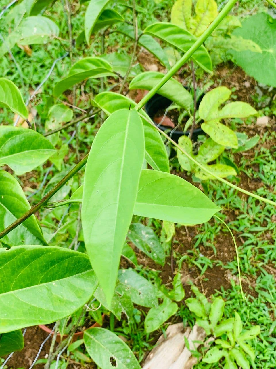 Passiflora ambigua 13
