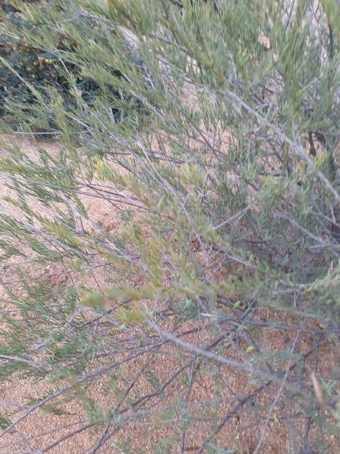 Melaleuca 5