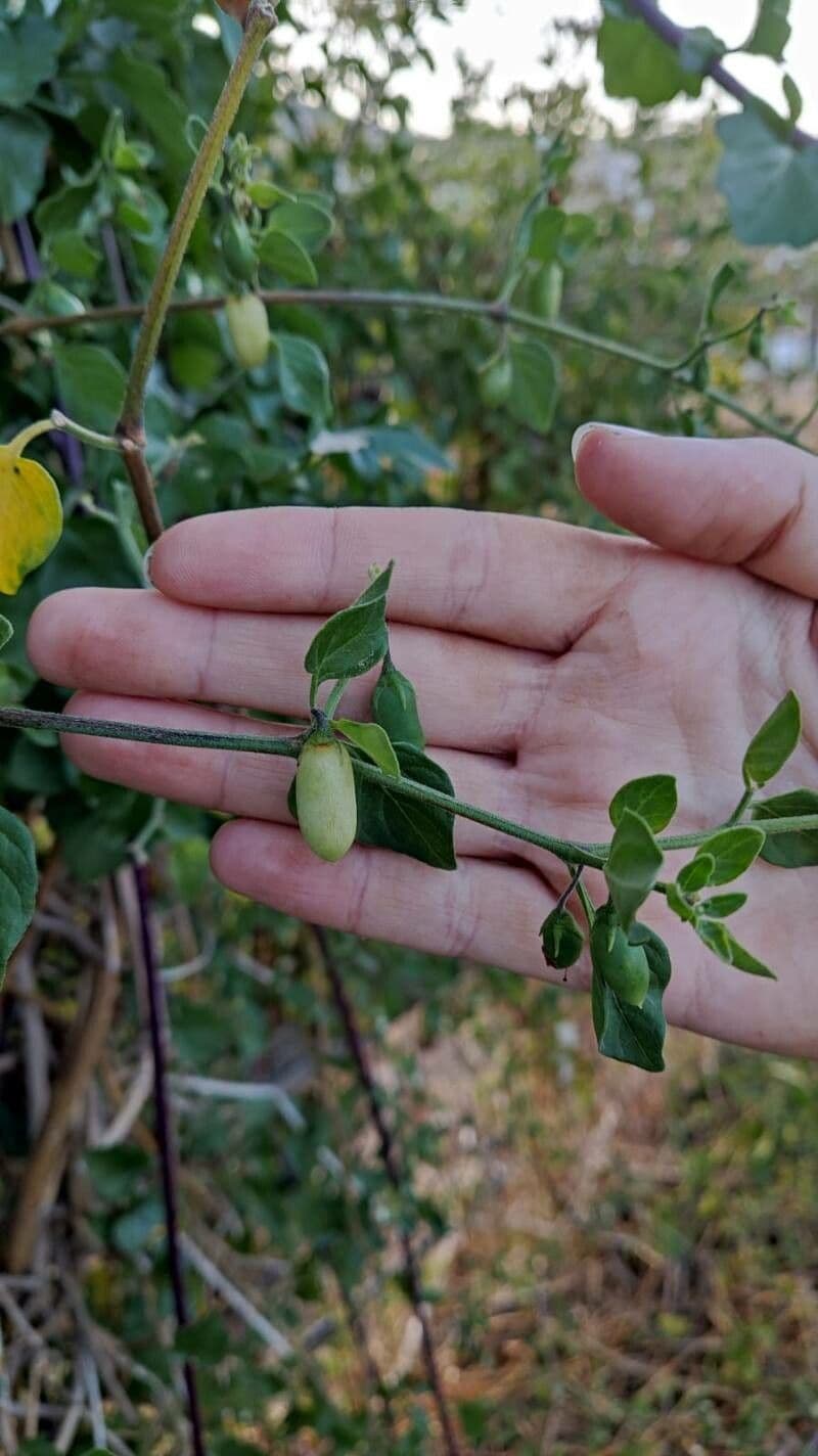 Salpichroa origanifolia 5
