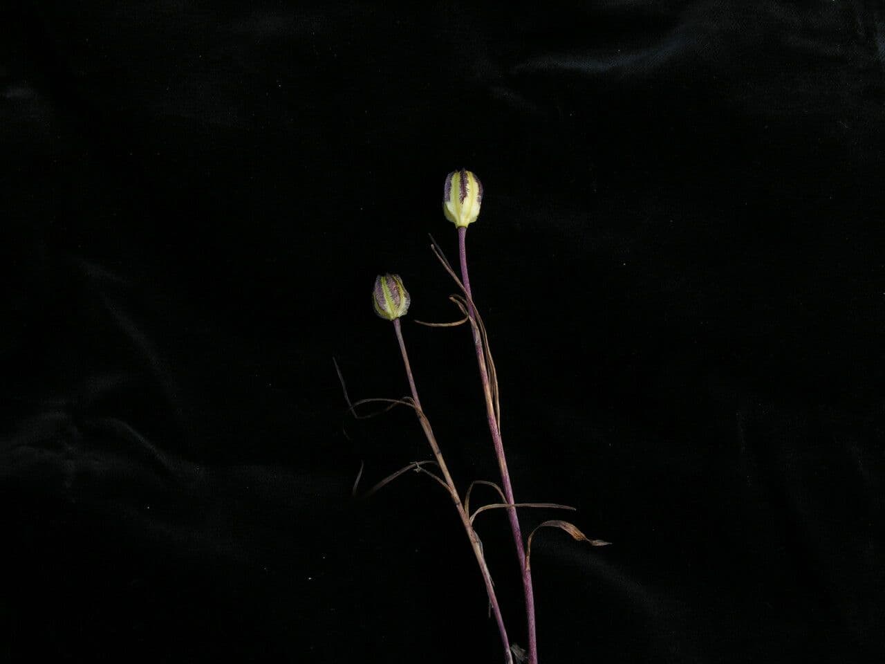 Zwerglilie 5