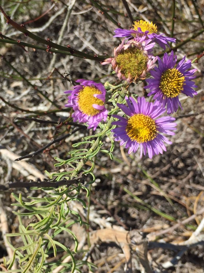 Erigeron Blochmana 2