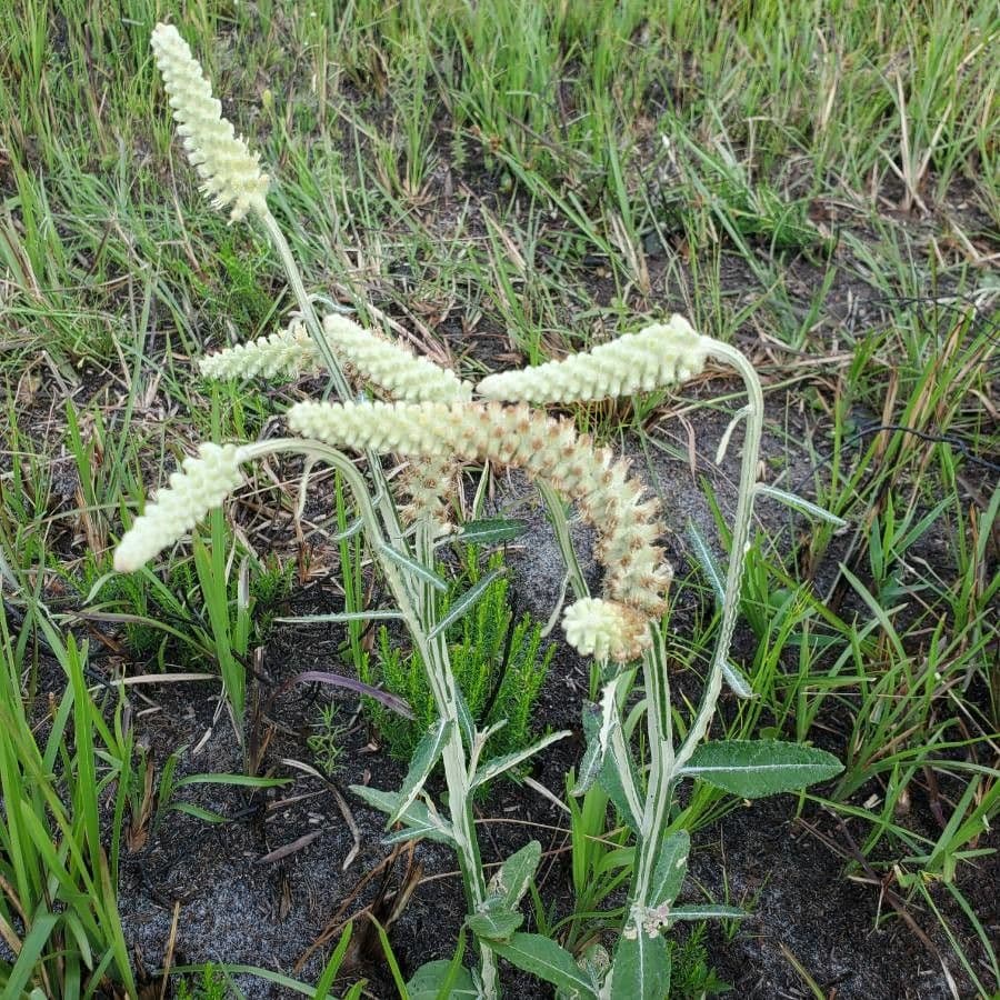 Pterocaulon 8