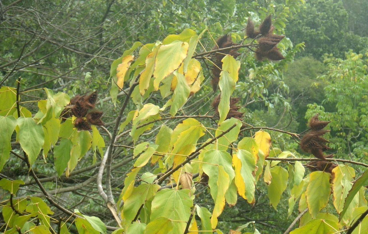 Achiote 28