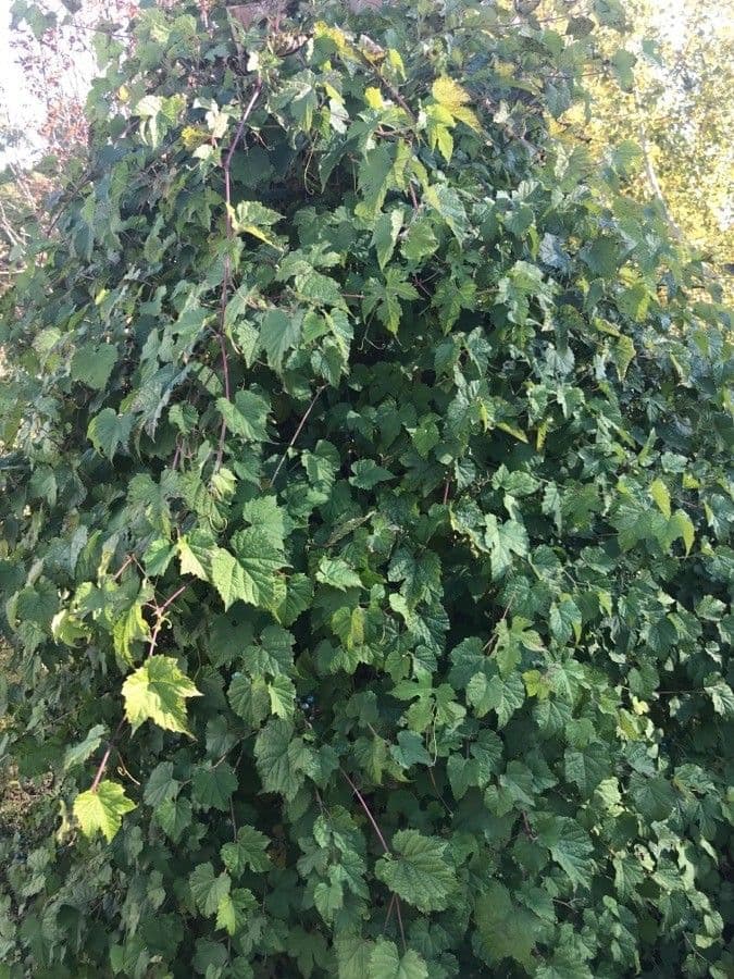 Ampelopsis glandulosa 6