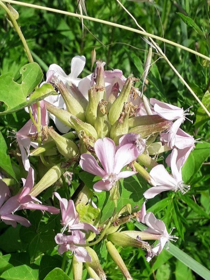 Saponaria comune 7