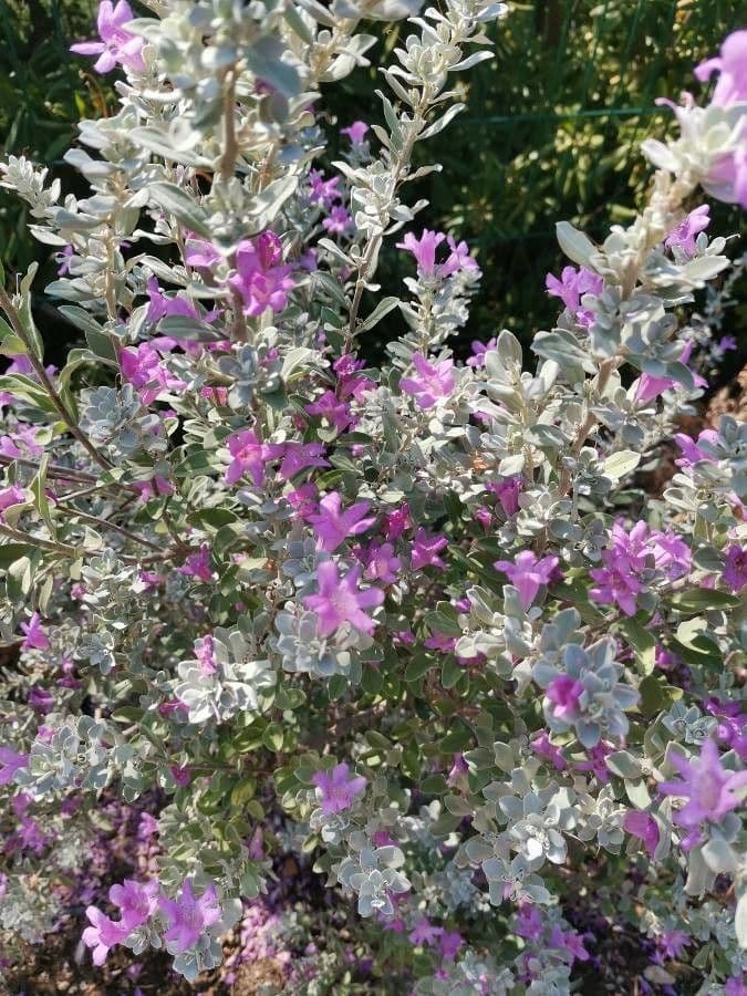 Leucophyllum candidum 19