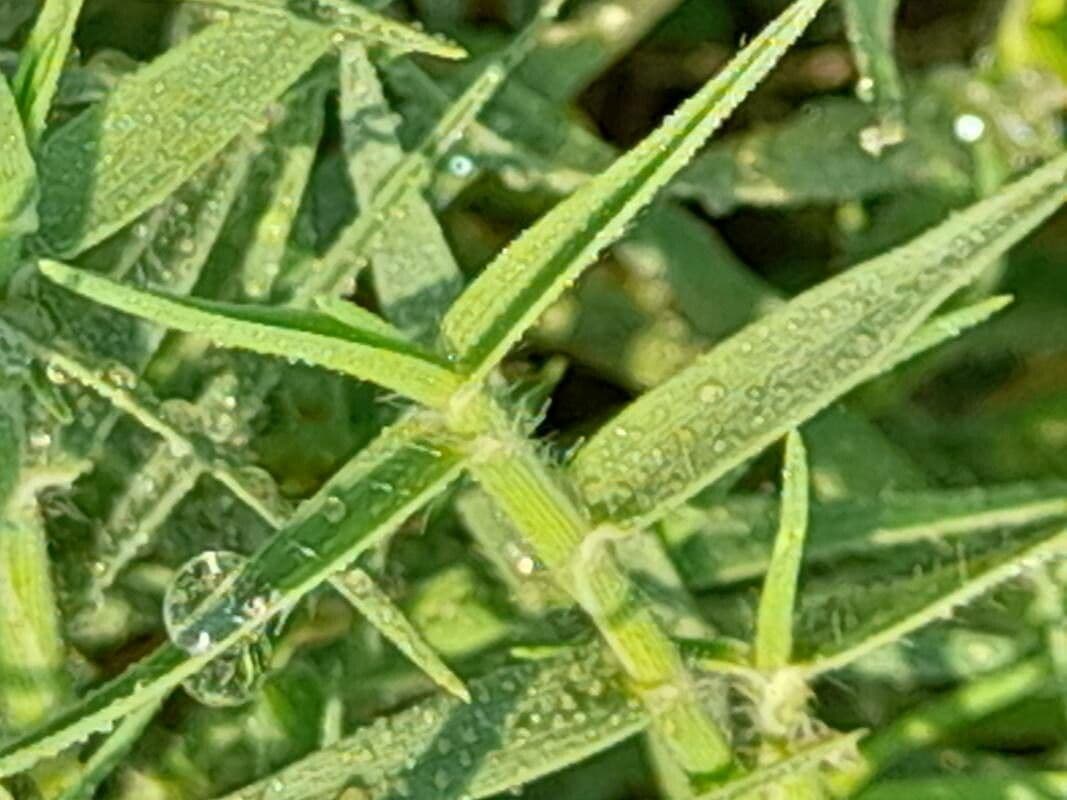Aeluropus lagopoides 13