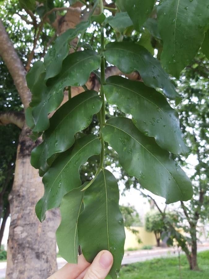 Baru 5