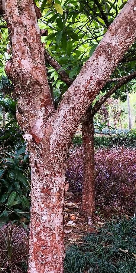 Dillenia indica 24
