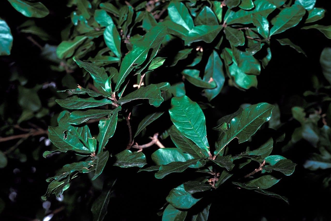 Synsepalum 21