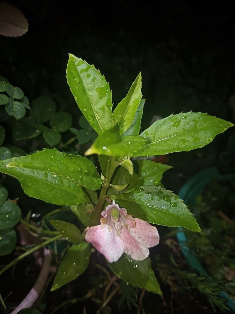 Balsamina 17