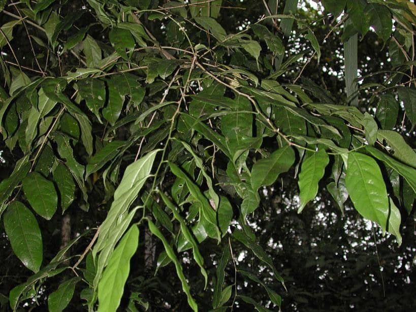 Casearia 11