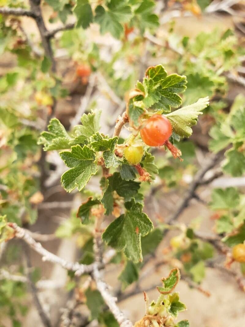 Ribes cereo 2
