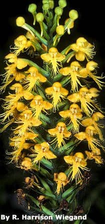 Orchidea gialla crestata 3
