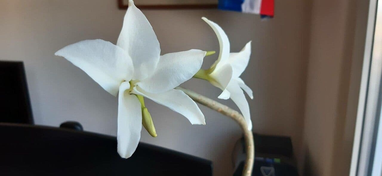 Pachypodium 2
