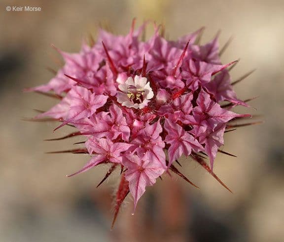 Chorizanthe 3