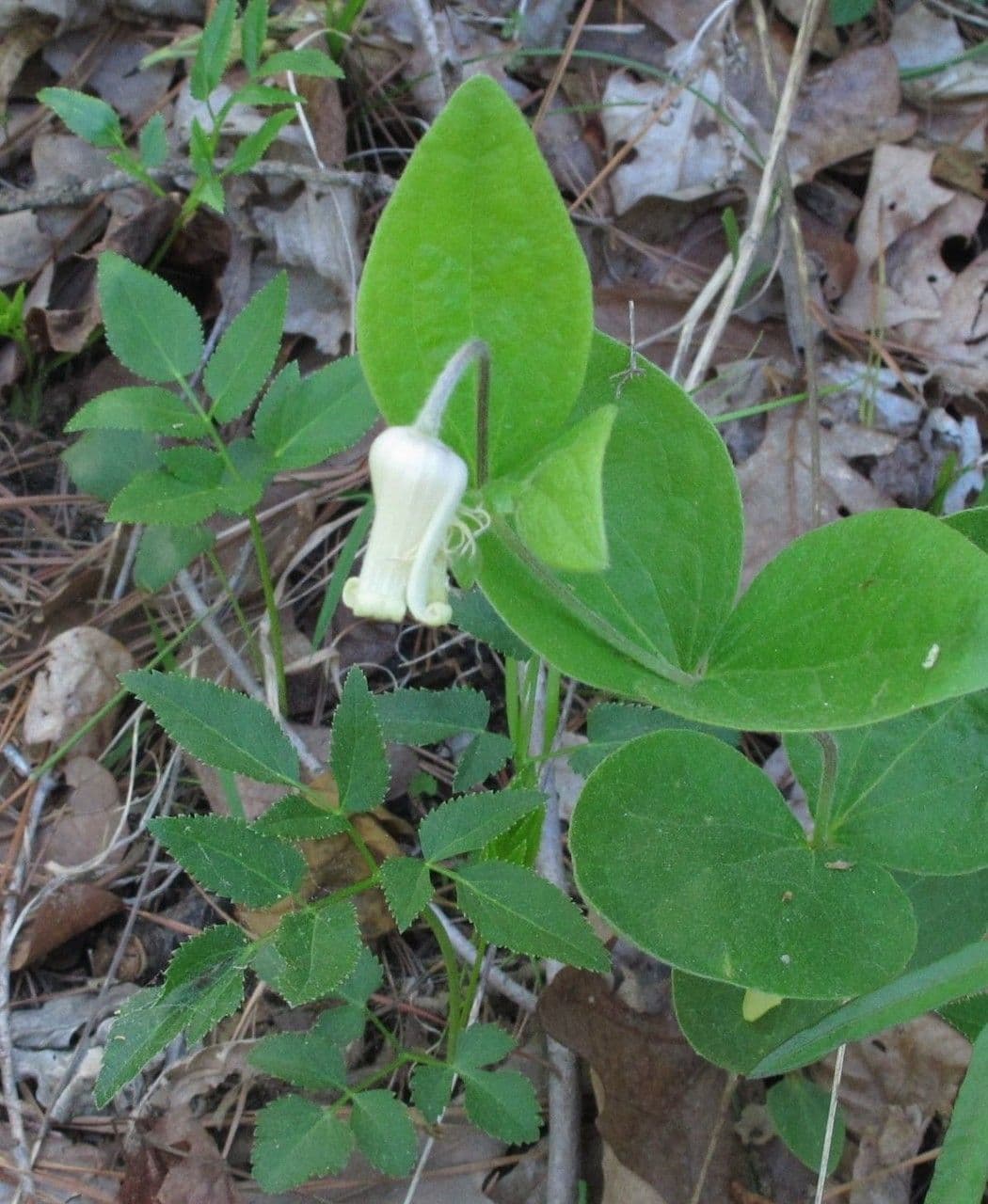 Clematide gialla 4