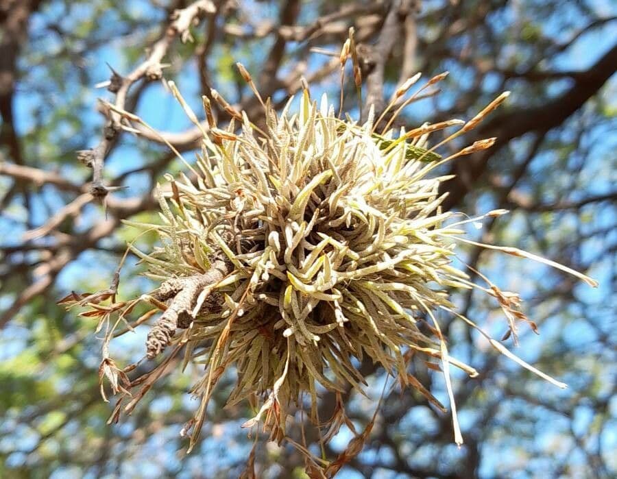 Tillandsia 2