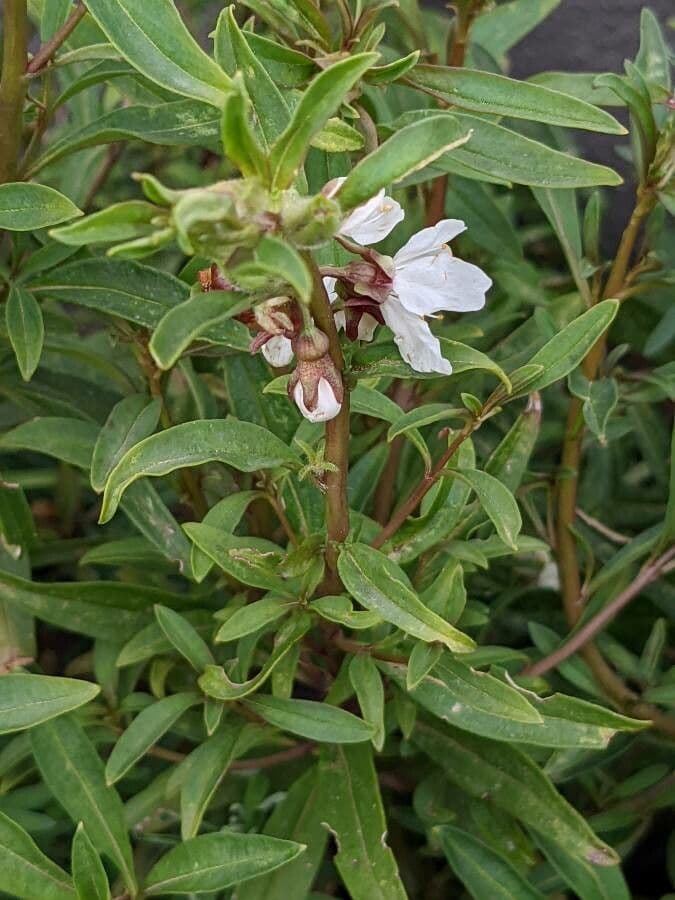 Antirrhinum 12