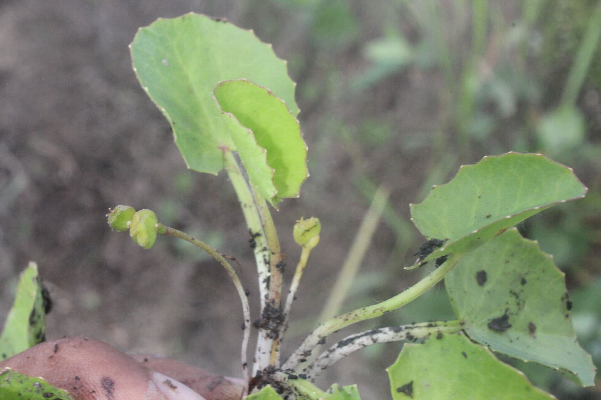 Centella erecta 9