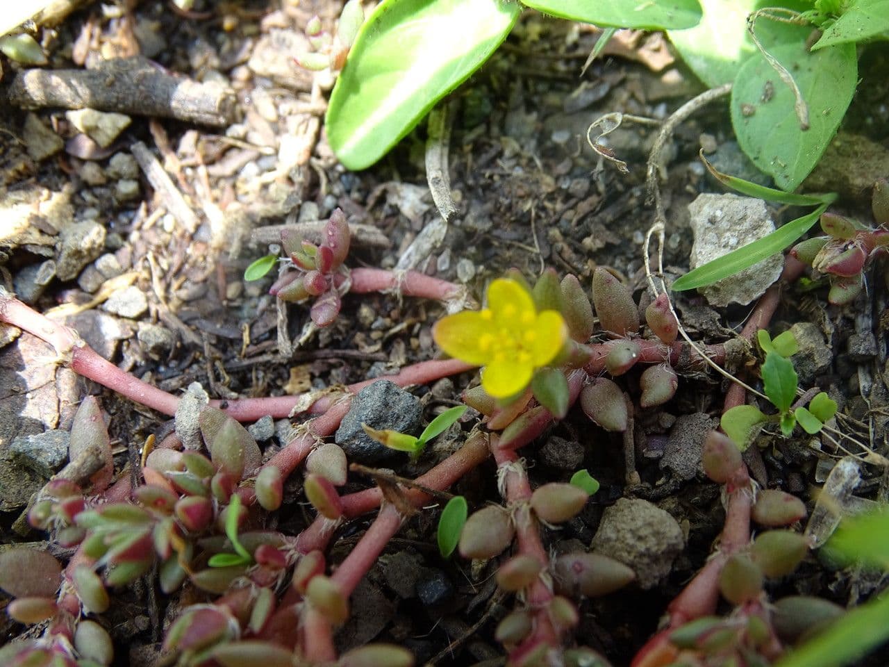 Portulaca 6
