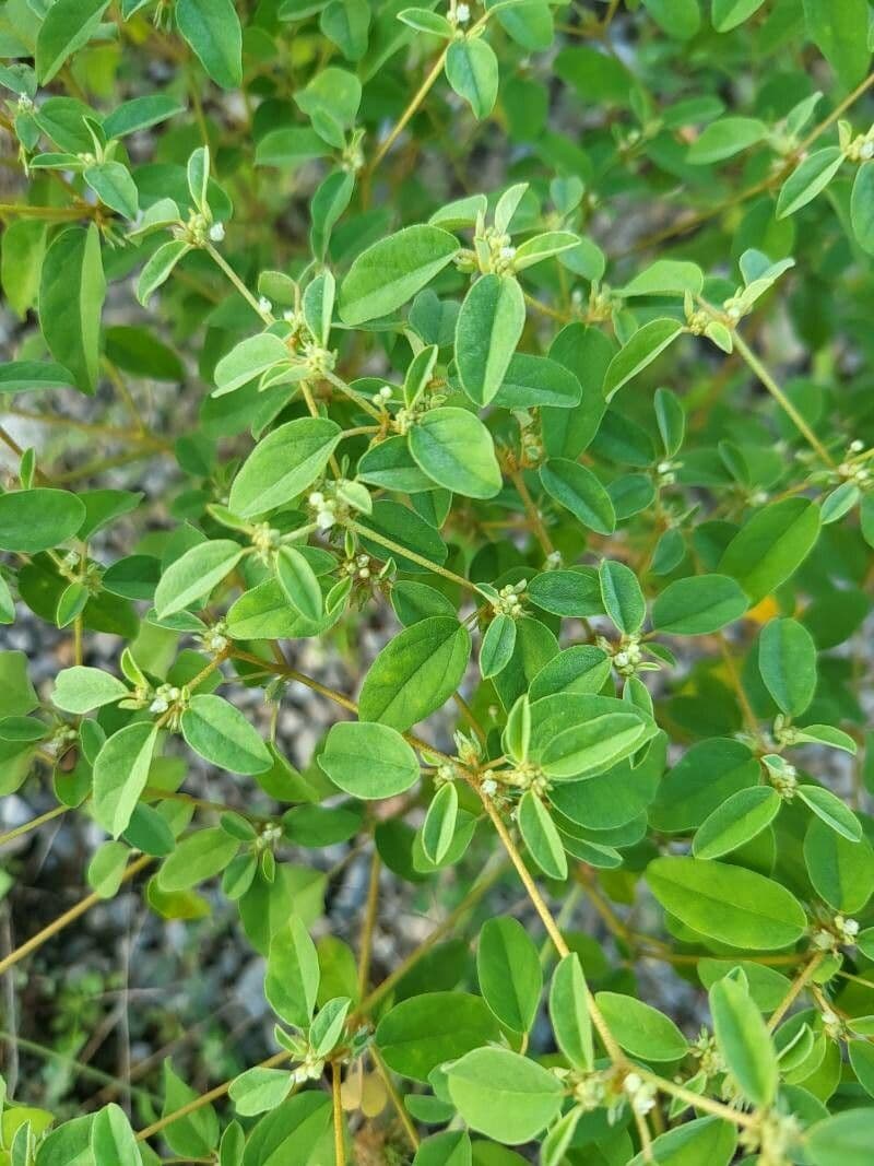 Croton monanthogynus 8