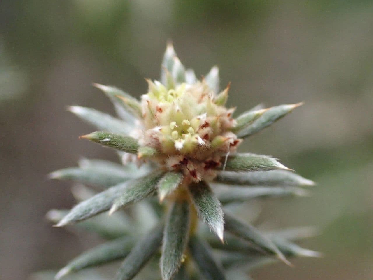 Phylica 4