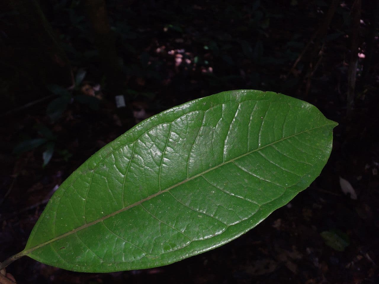 Eugenia 4