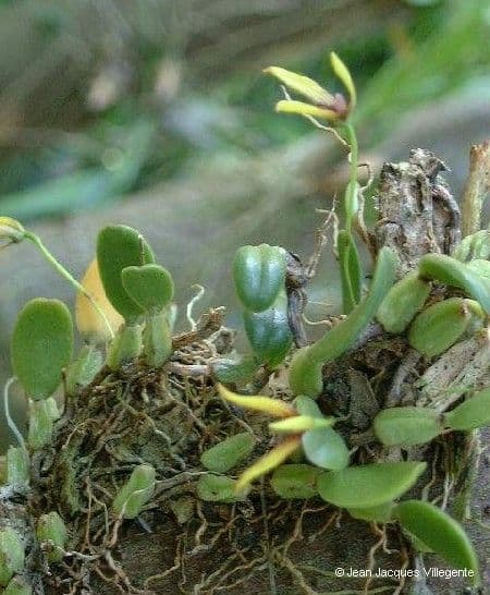 Bulbophyllum 8