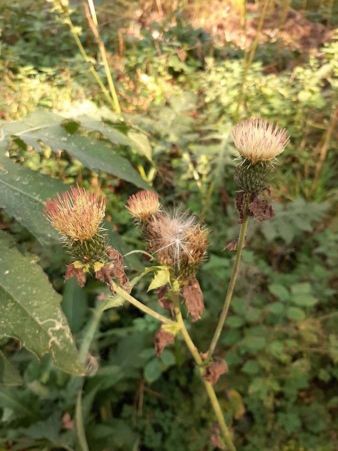 Cirsio 5