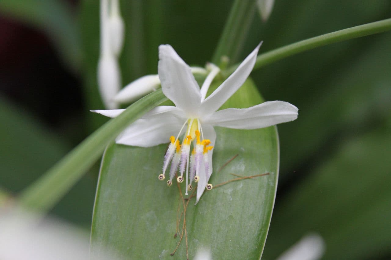 Arthropodium 2