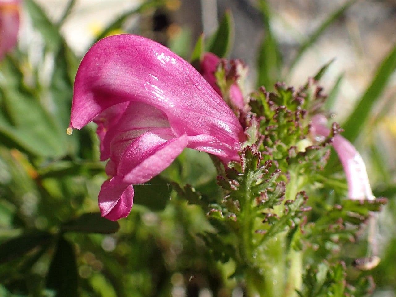 Pedicularis gyroflexa 5