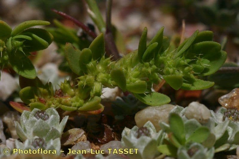 Paronichia spinosa 13