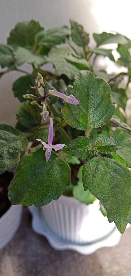 Plectranthus Parviflorus 14