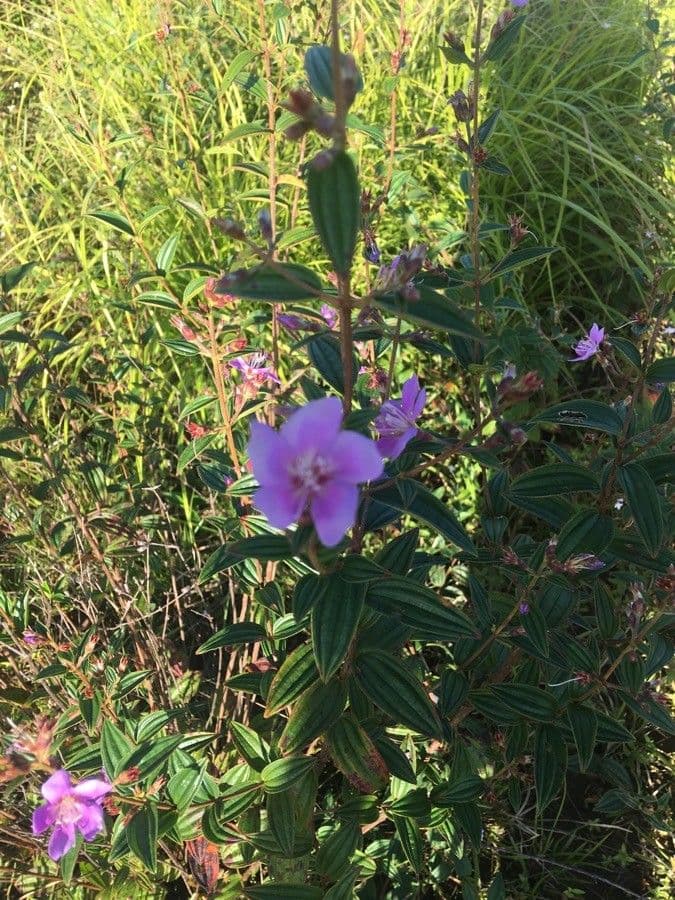 Rhynchanthera grandiflora