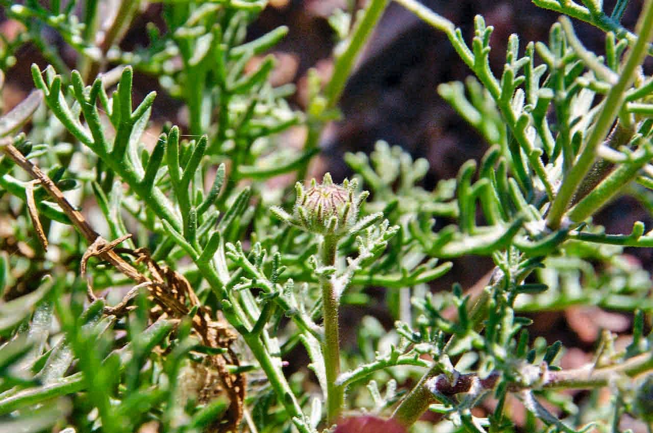 Perralderia 11