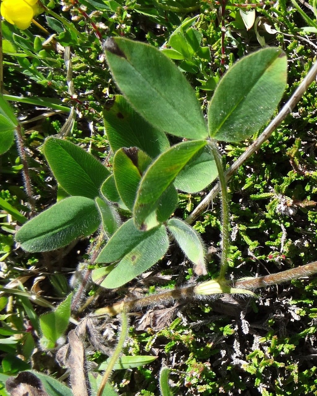 Sulphur clover 15