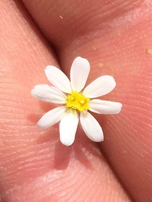 Sterndaisy 4