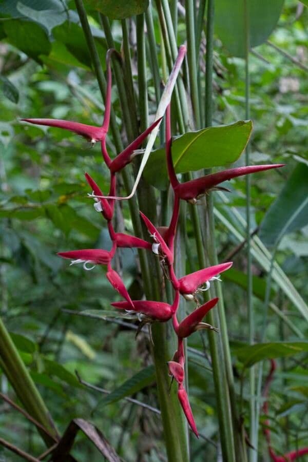Helikonia 8