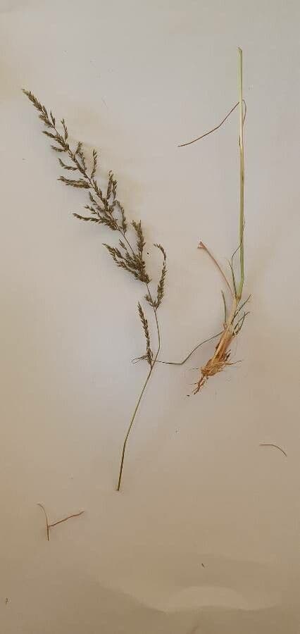 Sporobolus