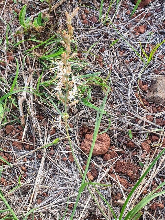 Trachyandra saltii 13