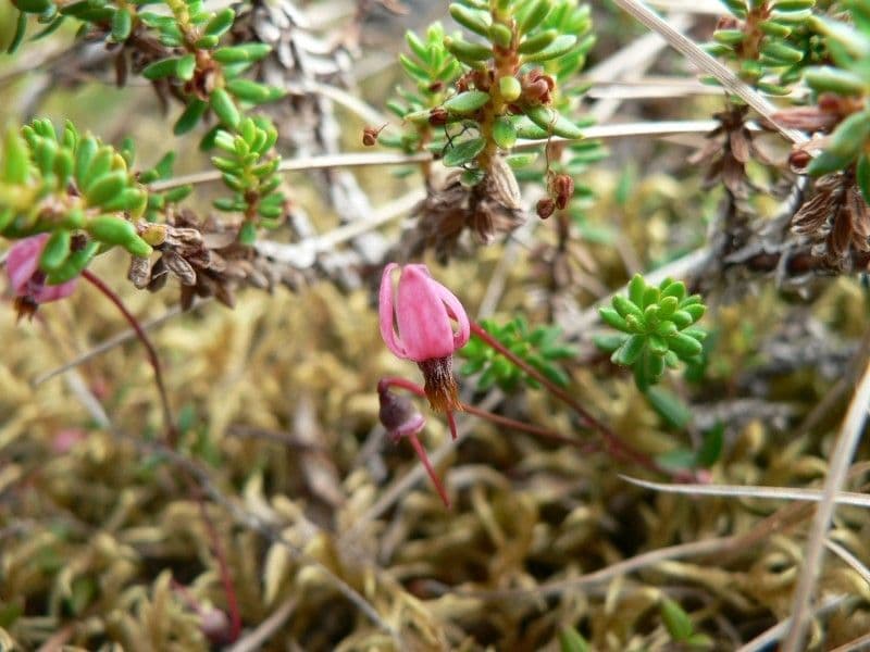 Vaccinium microcarpum 8