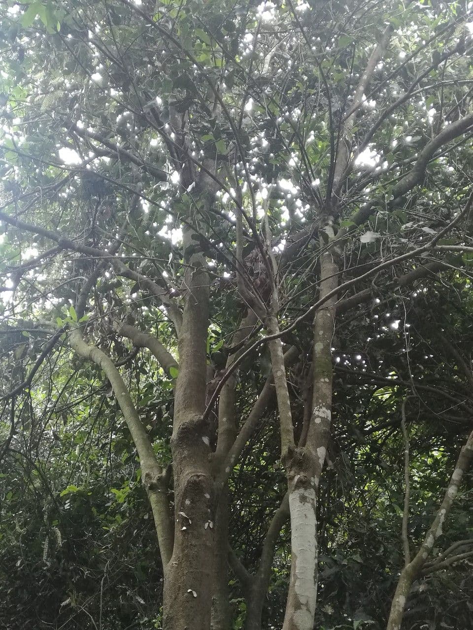 Macadamianuss 9