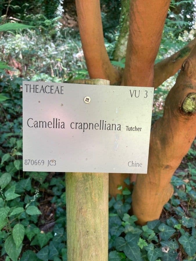 Camelia 4